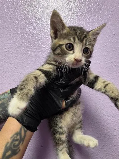 A baby medium-sized male Black Domestic Short Hair cat named Kit for adoption in El Paso, TX