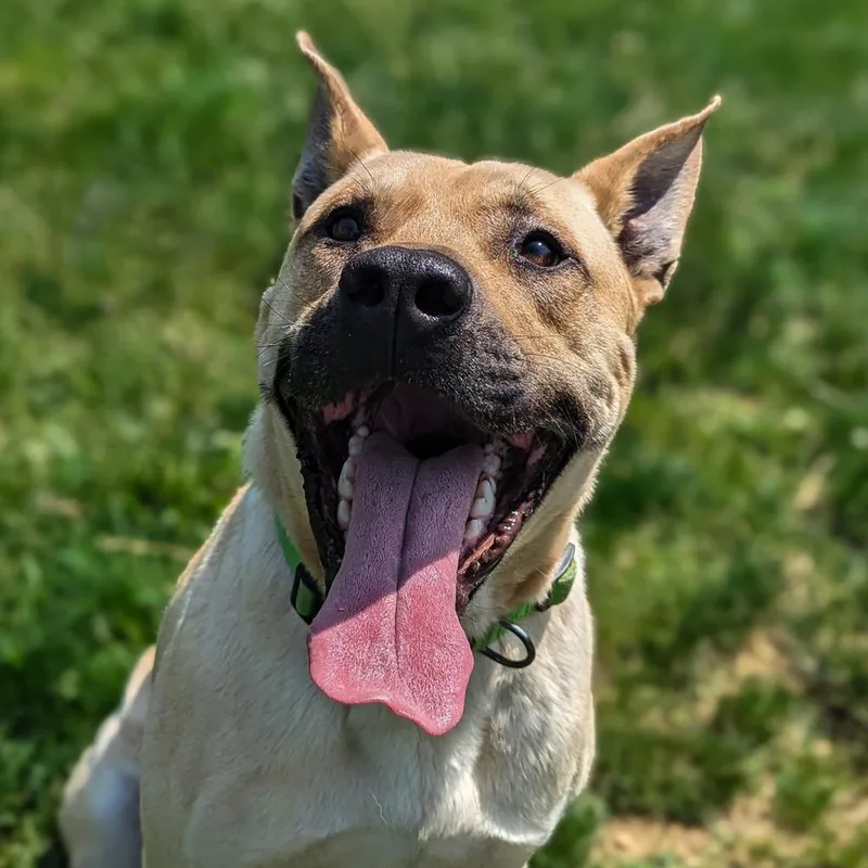 An adult large-sized male Labrador Retriever dog named Mars for adoption in Waynesboro, PA