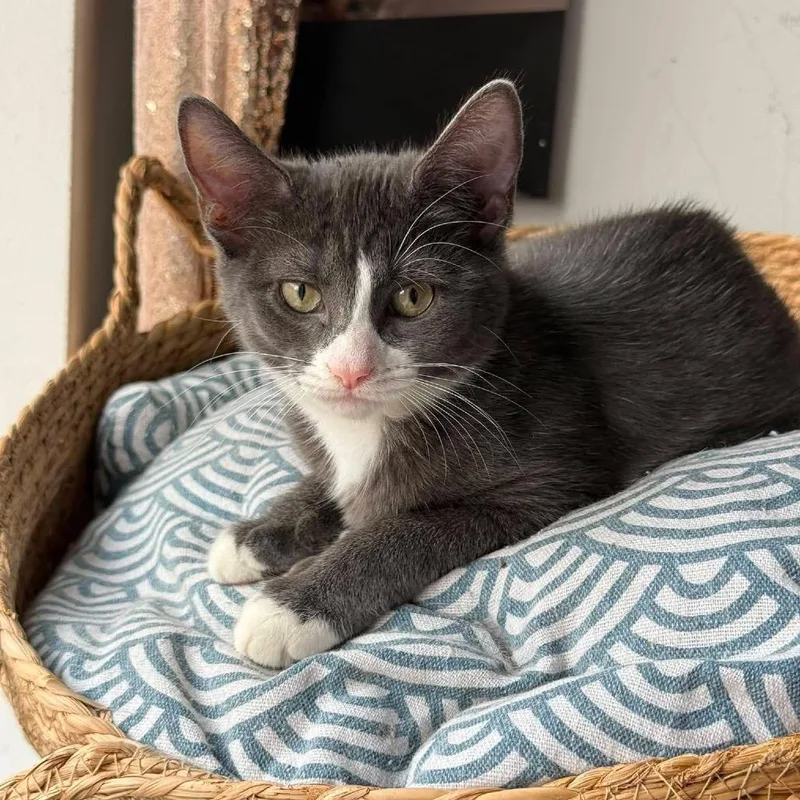 A baby small-sized female Gray / Blue / Silver Domestic Short Hair cat named Vega for adoption in Long Island City, NY