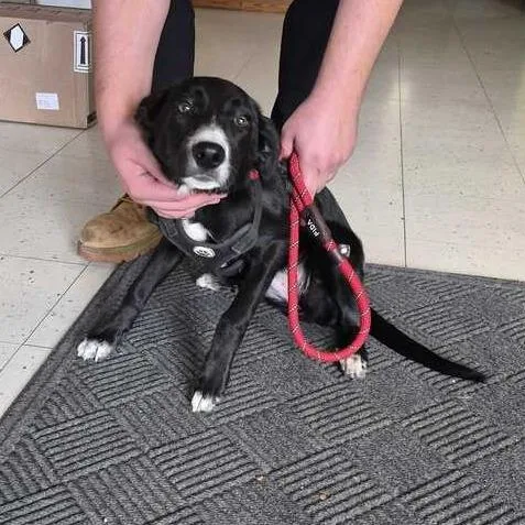 A young small-sized female Black Mixed Breed dog named Ranch Taco for adoption in Davenport, IA