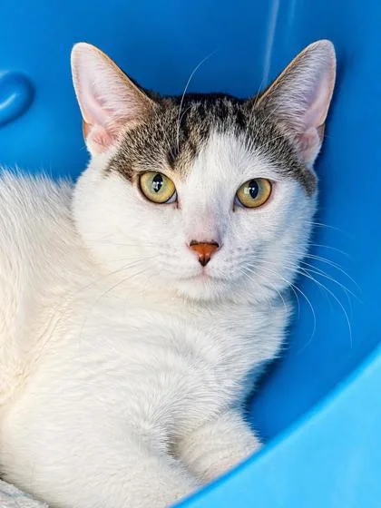 A baby small-sized male Domestic Short Hair cat named Watercrafts for adoption in Gwinn, MI