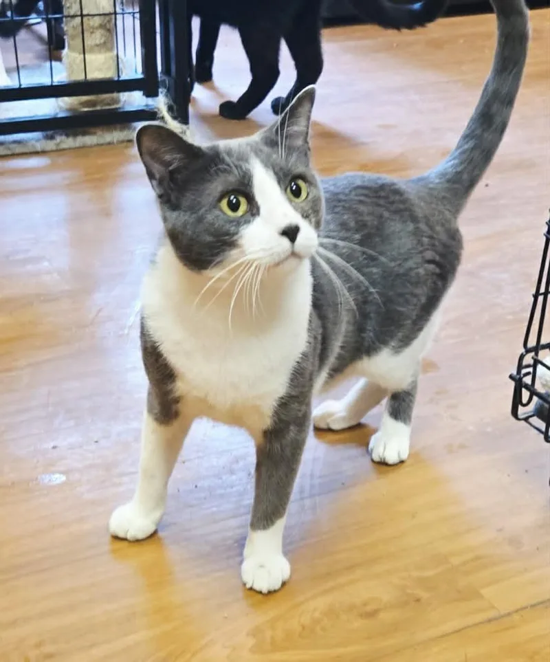 A young medium-sized male Domestic Short Hair cat named Squirm for adoption in Sprakers, NY