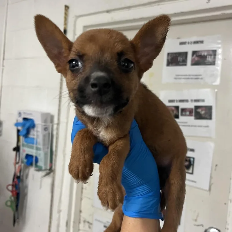 A baby small-sized female Brown / Chocolate Mixed Breed dog named Francisca for adoption in Edinburg, TX