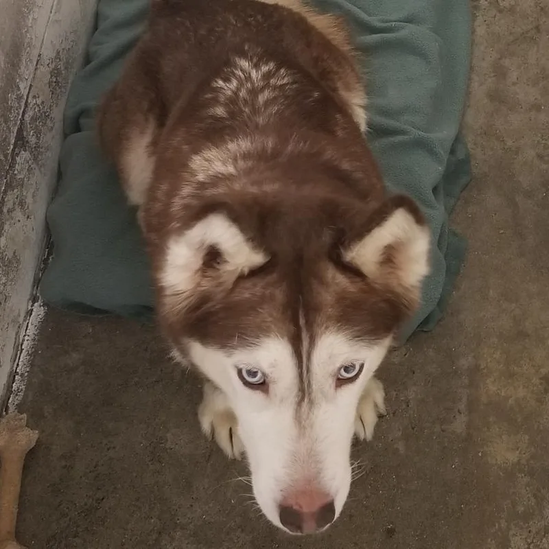 An adult medium-sized female Red / Chestnut / Orange Husky dog named Sierra for adoption in Seymour, IN