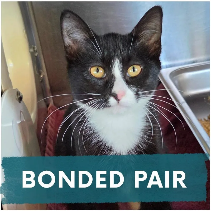 A baby small-sized female Black Domestic Short Hair cat named Sunny for adoption in Asheville, NC