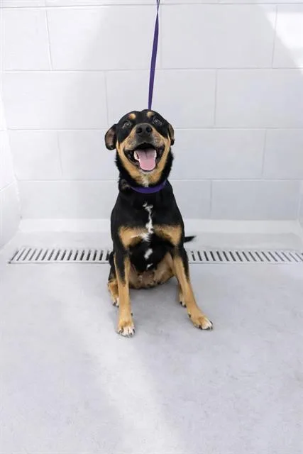 An adult small-sized female Beagle dog named Sassy for adoption in Winter Haven, FL