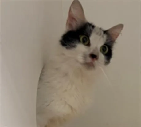 An adult medium-sized female Domestic Medium Hair cat named Ren for adoption in Ontario, CA