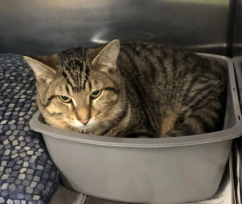 A baby medium-sized male Tabby (Brown / Chocolate) Domestic Short Hair cat named Rocket for adoption in Parma, OH