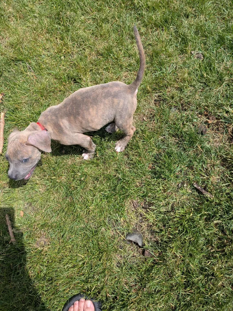 A baby large-sized male Brindle Mixed Breed dog named Aaden for adoption in Kenosha, WI