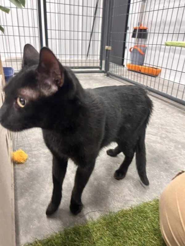 A young medium-sized male Black Domestic Short Hair cat named Cairo for adoption in bellefontaine, OH