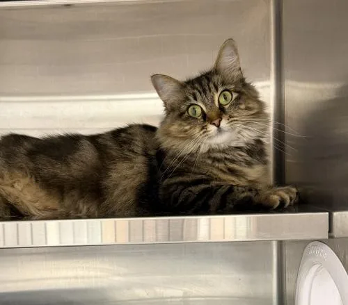 An adult medium-sized female Tabby (Brown / Chocolate) Domestic Long Hair cat named Thistle for adoption in Webster, MA