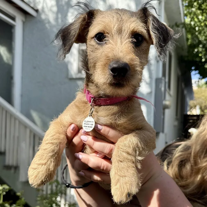 A baby small-sized female Yellow / Tan / Blond / Fawn Terrier dog named Darby for adoption in North Hollywood, CA