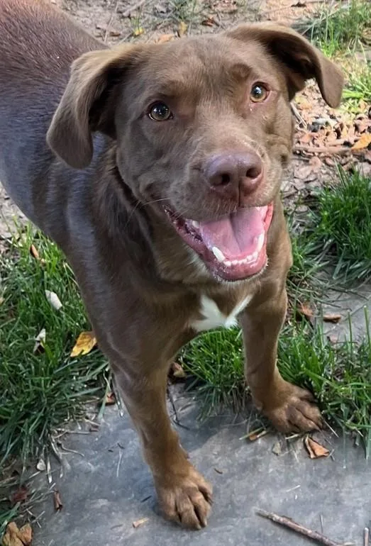 Koda