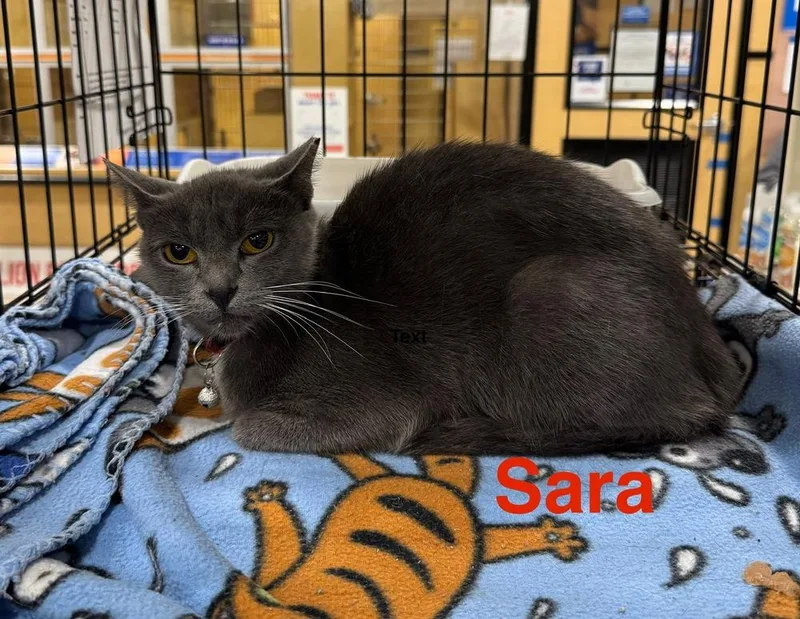 A young small-sized female Gray & White Russian Blue cat named Sara for adoption in Orlando, FL