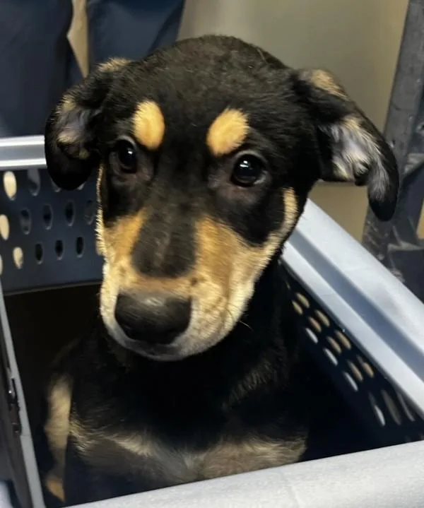 A baby large-sized male German Shepherd Dog dog named Buster for adoption in El Cajon, CA
