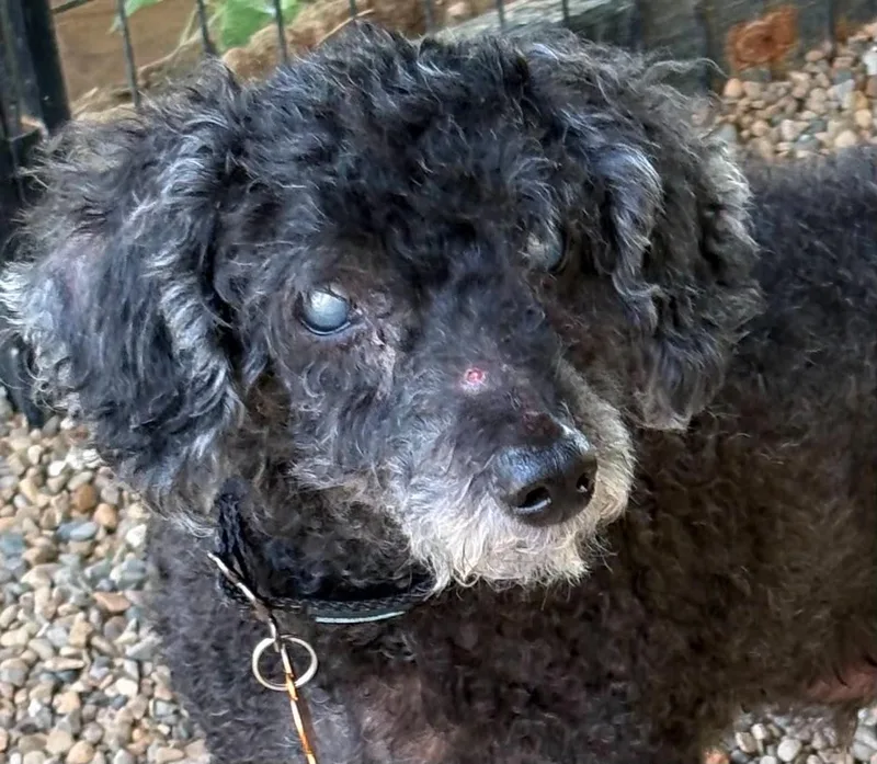 A young medium-sized male Poodle dog named Boone for adoption in Bloomington, IL