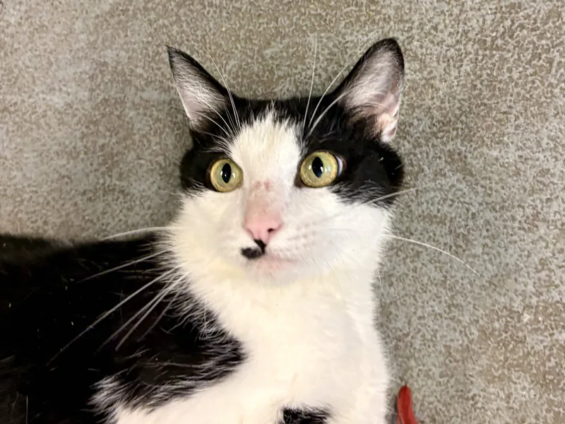 A young medium-sized female Black & White / Tuxedo Tuxedo cat named Maple for adoption in Oberlin, OH