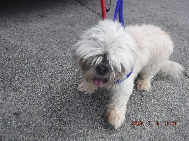 An adult small-sized female Maltese dog named Candy for adoption in Miami, FL
