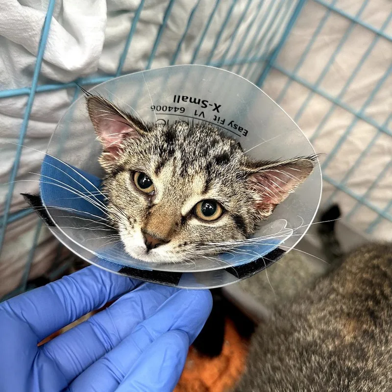 A baby small-sized female Brown / Chocolate Domestic Short Hair cat named Santa Monica for adoption in New York, NY