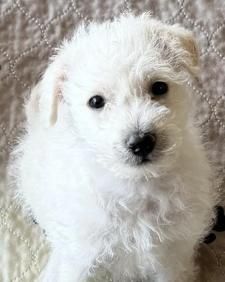 A baby small-sized male White / Cream Maltipoo dog named Leo for adoption in Cerritos, CA