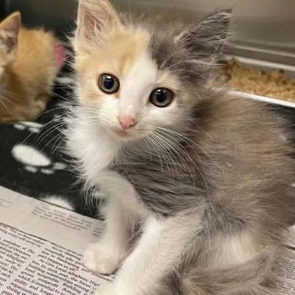 A baby small-sized female Dilute Calico Domestic Short Hair cat named Charm for adoption in Alexandria, VA