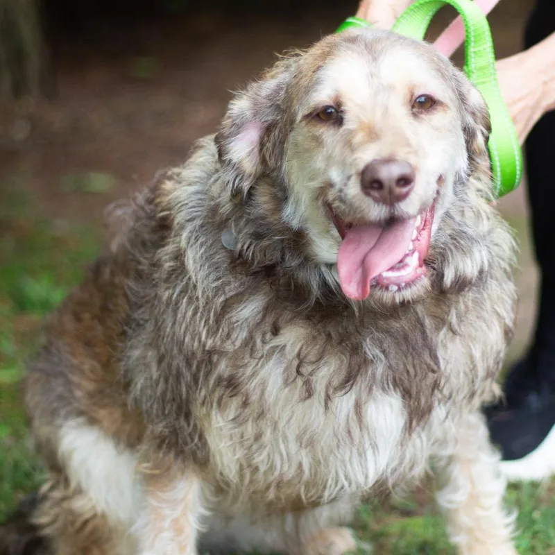 A young medium-sized female Border Collie dog named Cricket for adoption in Cumming, GA