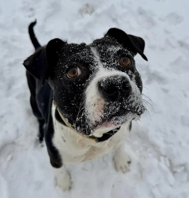 A young medium-sized female Tricolor (Brown, Black, & White) American Bully dog named Mookie for adoption in Shawnee, OK