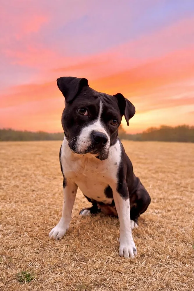 Mookie thumbnail 3