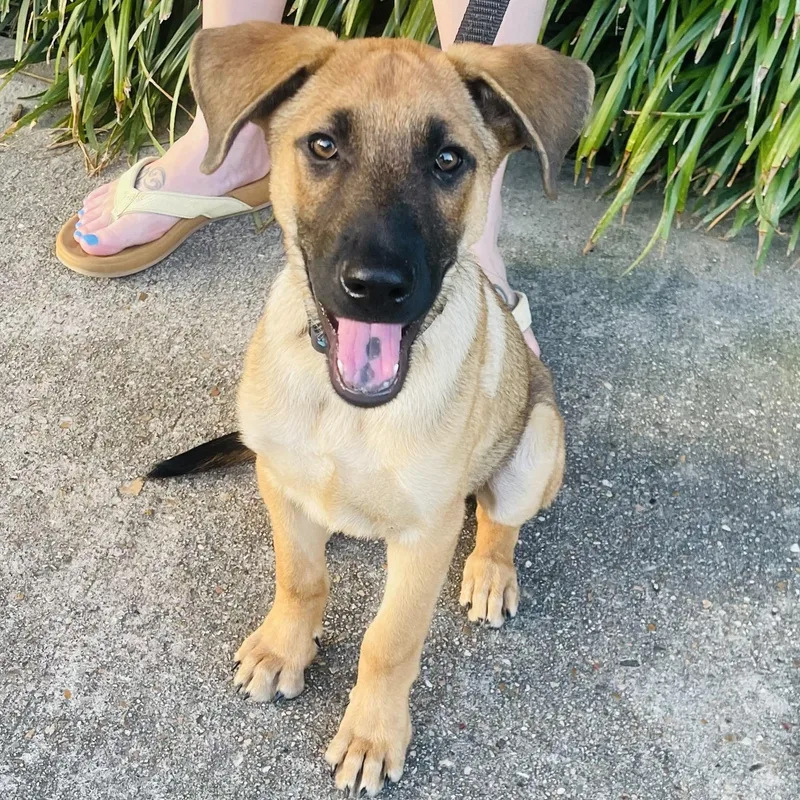 A baby large-sized male Black German Shepherd Dog dog named Biscuit for adoption in Houston, TX