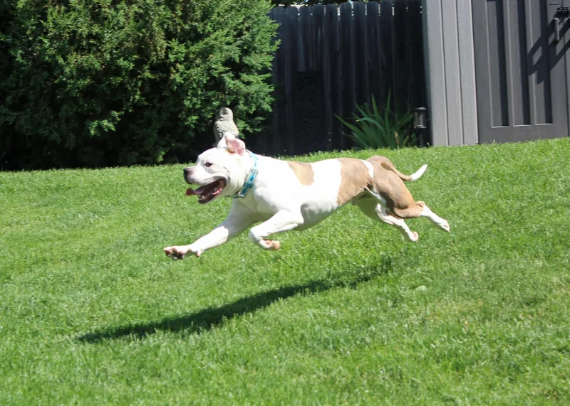 Nootro Boom thumbnail 2