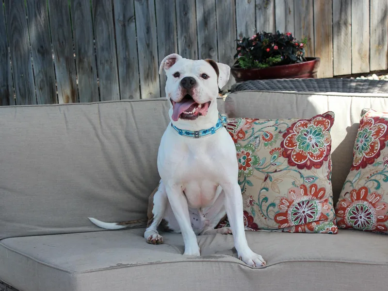 Nootro Boom thumbnail 3