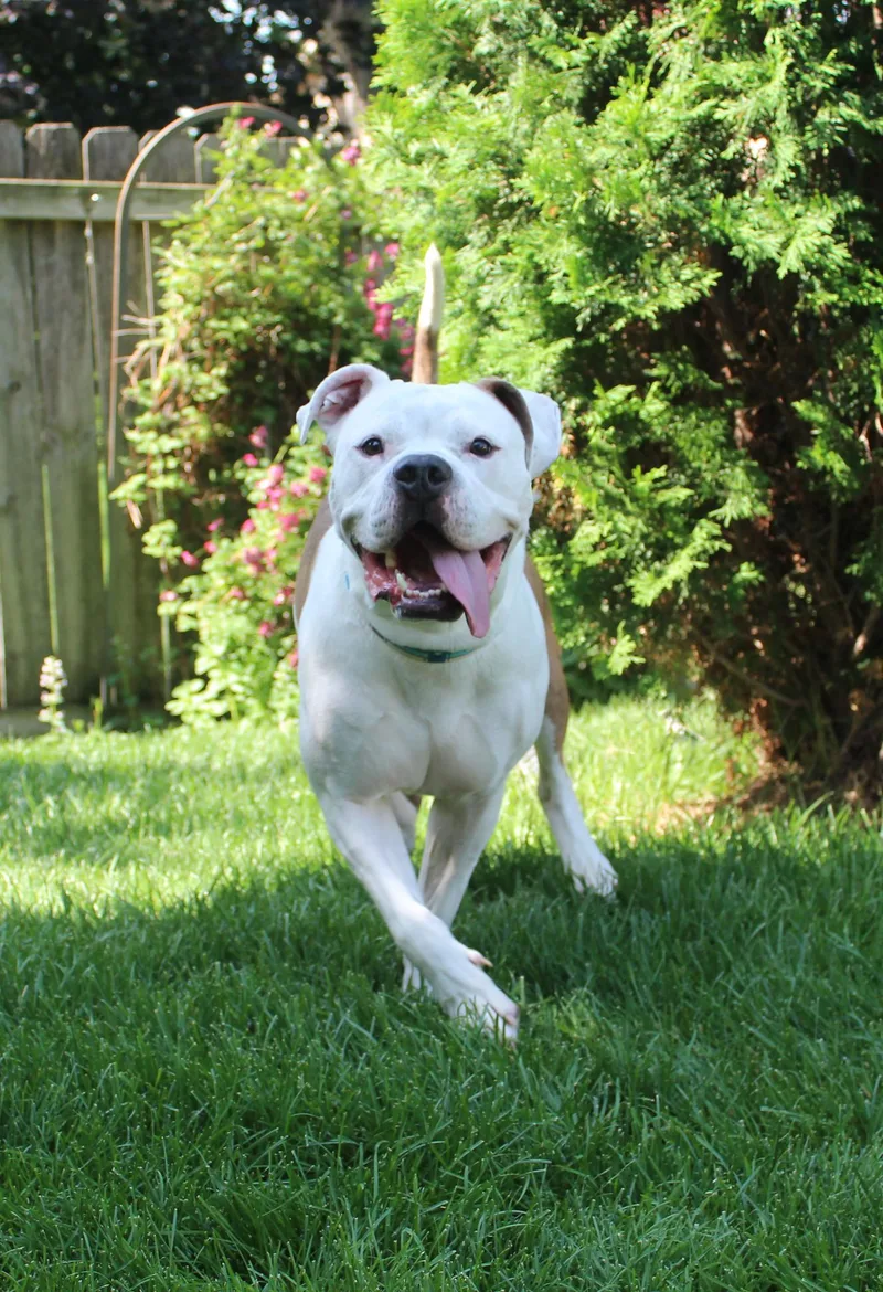 Nootro Boom thumbnail 4