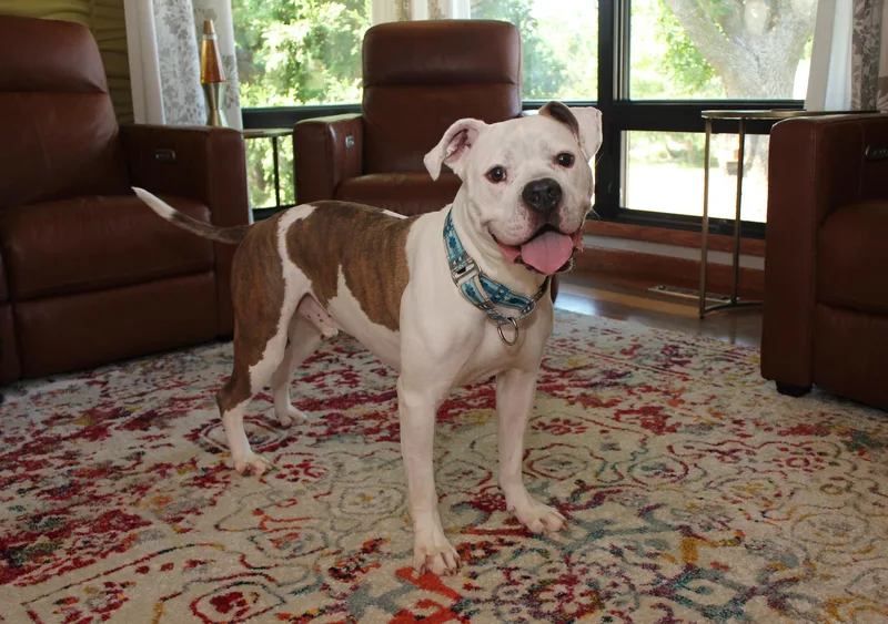 Nootro Boom thumbnail 5