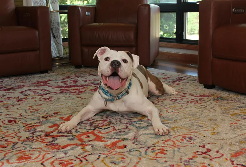 Nootro Boom thumbnail 6