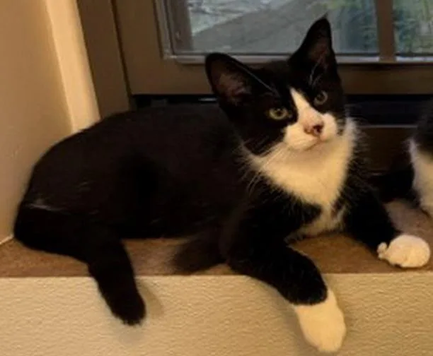 A young medium-sized male Black & White / Tuxedo Domestic Short Hair cat named Boots for adoption in Provincetown, MA