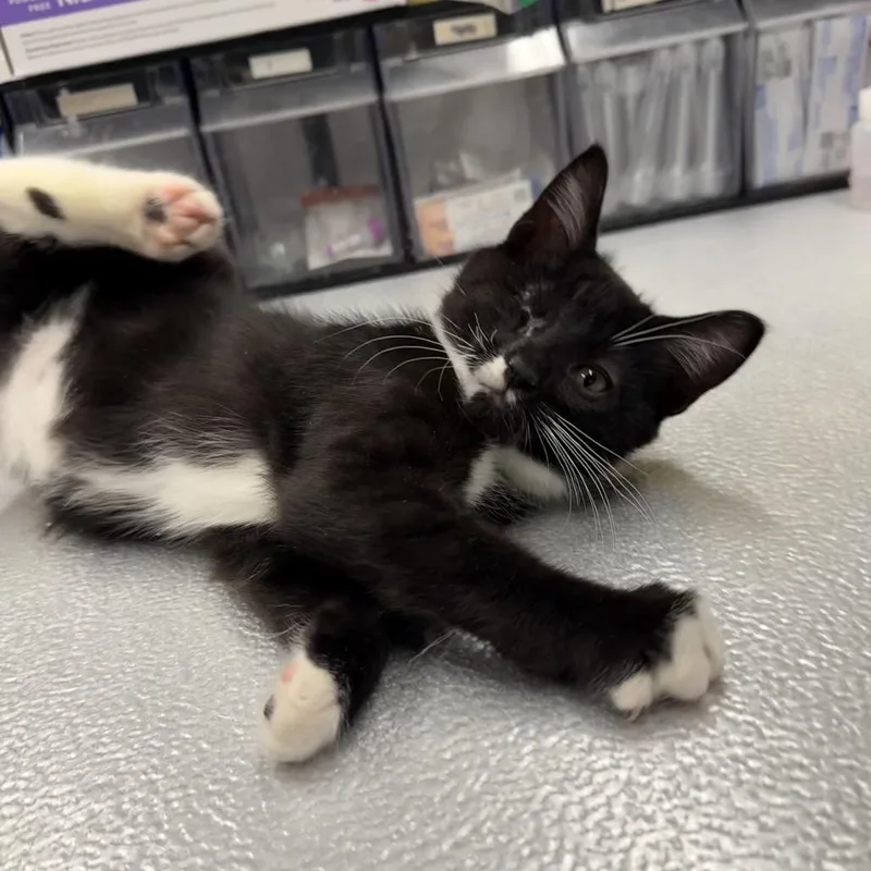 A baby small-sized male Black Domestic Short Hair cat named Tie for adoption in Spokane, WA