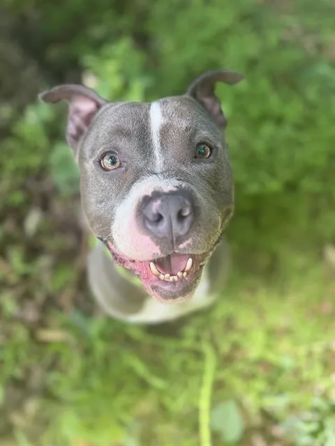 A young medium-sized male Pit Bull Terrier dog named Gray for adoption in Charlotte, NC
