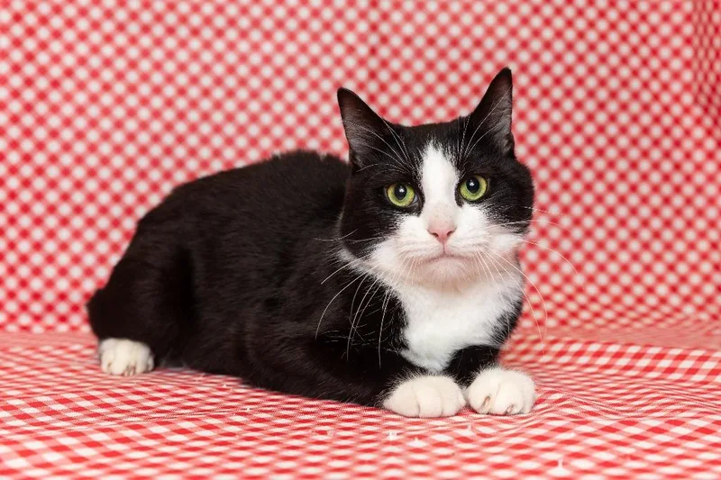 A young medium-sized male Domestic Short Hair cat named Milo for adoption in Sandusky, OH