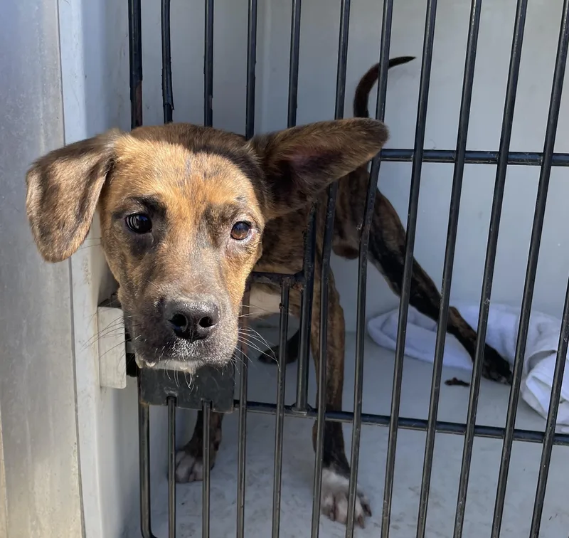A young medium-sized male Brindle Boxer dog named Ike HOLD for adoption in Canton, OH