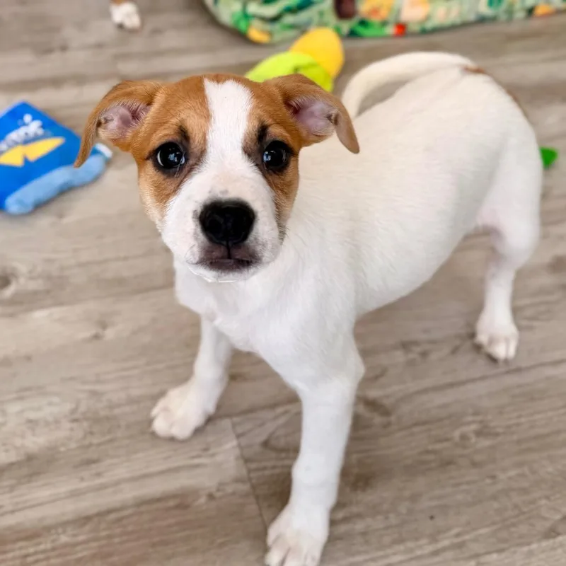 A baby small-sized male White / Cream Chihuahua dog named Bran for adoption in Green Bay, WI