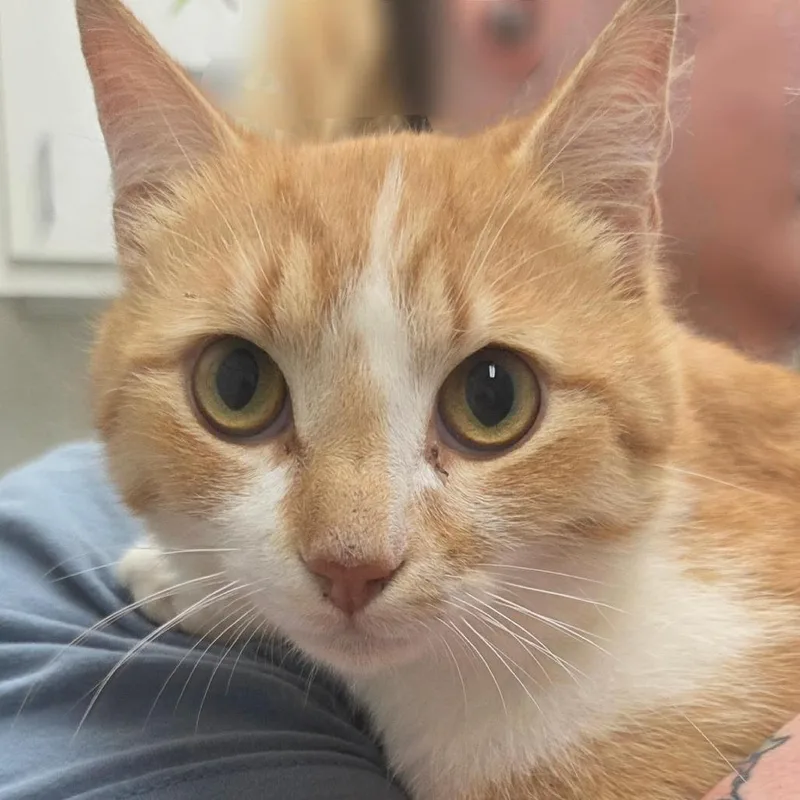 A young medium-sized male Orange / Red Domestic Short Hair cat named Homer for adoption in Gloucester, VA