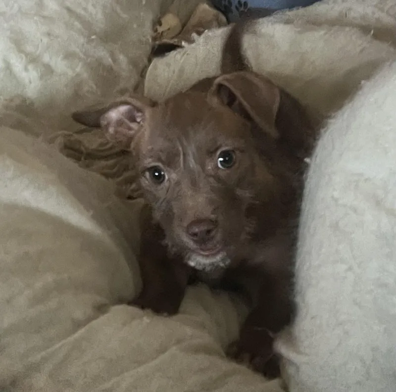 A baby small-sized female Brown / Chocolate Wirehaired Terrier dog named Emerald for adoption in Longmont, CO