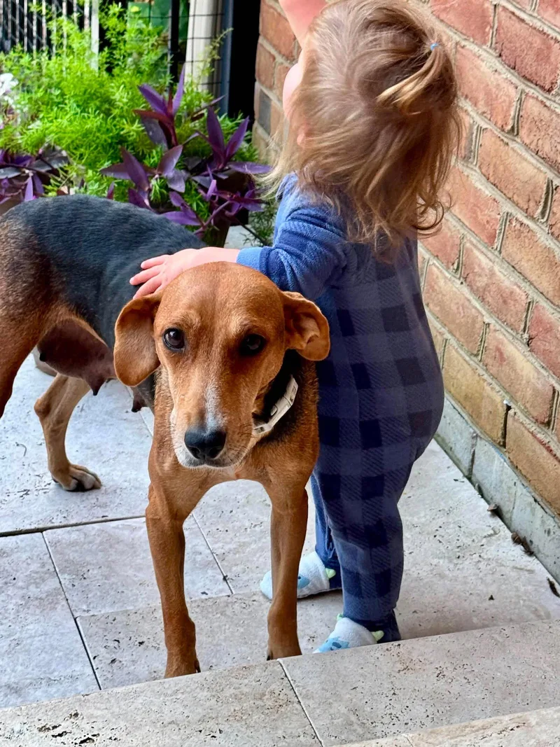 An adult medium-sized female Hound dog named Llia for adoption in Germantown, OH