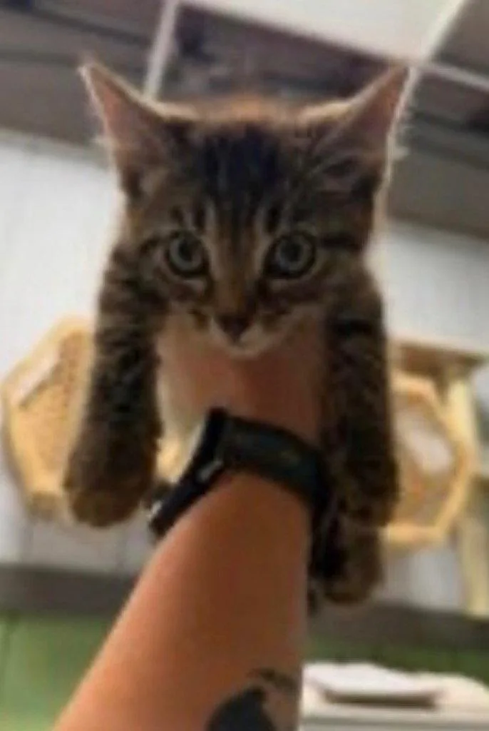 A baby medium-sized male Domestic Short Hair cat named Jimmie for adoption in Cromwell, KY