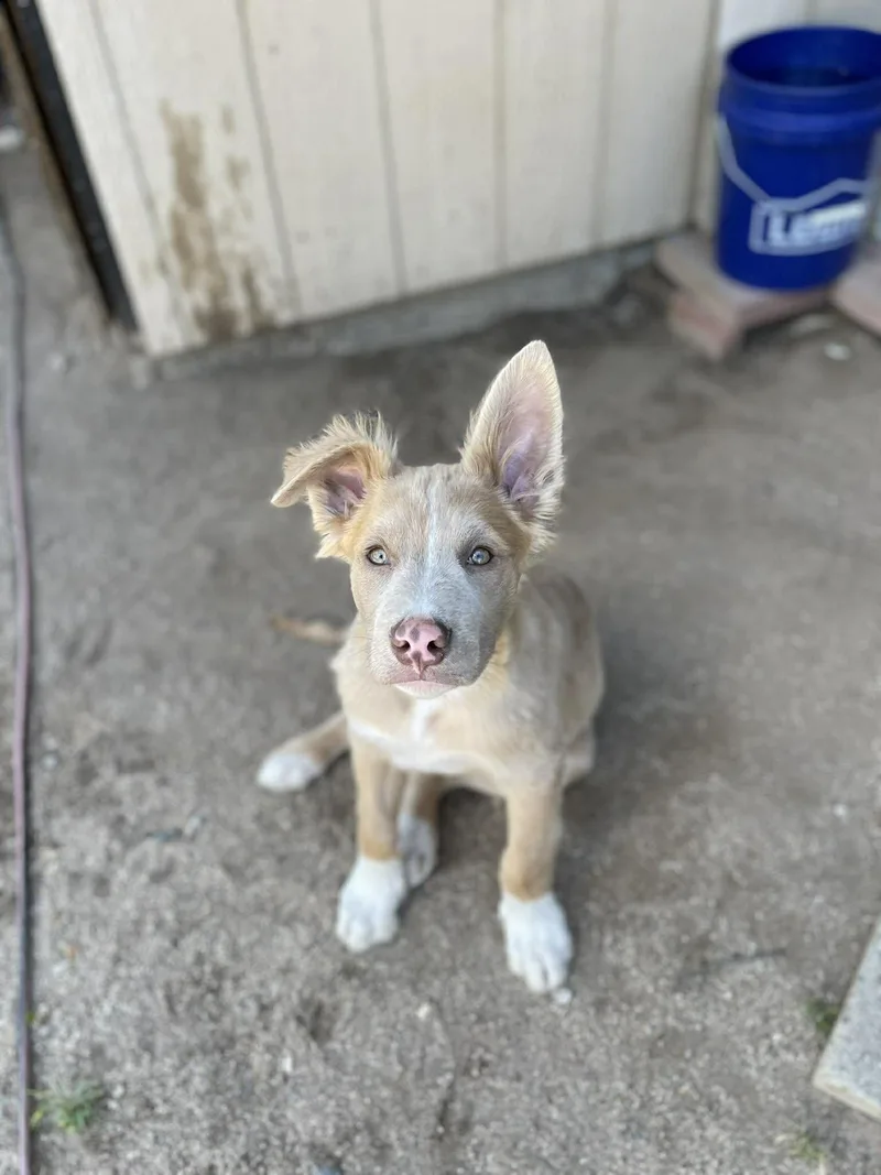 A baby medium-sized male Australian Shepherd dog named Grant for adoption in Anza, CA