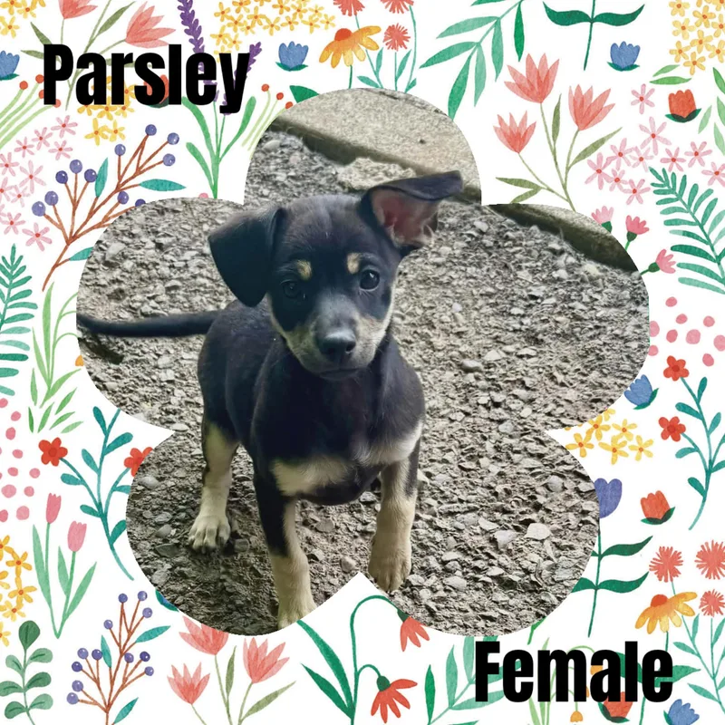 A baby small-sized female Terrier dog named Parsley for adoption in Eugene, OR