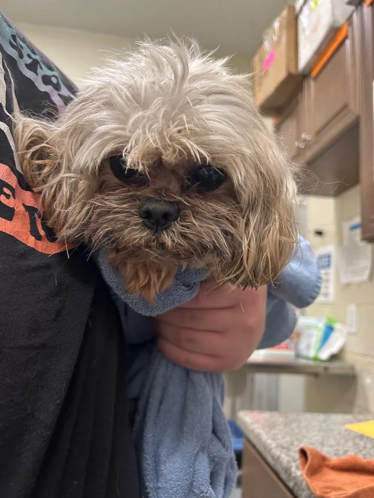 An adult medium-sized male Shih Tzu dog named 2026-05-223 for adoption in Winder, GA