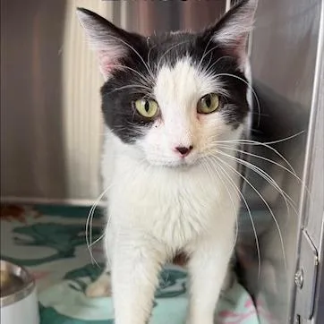 An adult small-sized male Domestic Short Hair cat named Marshall for adoption in Knoxville, TN