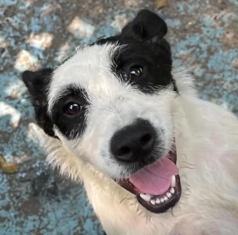 Puppers