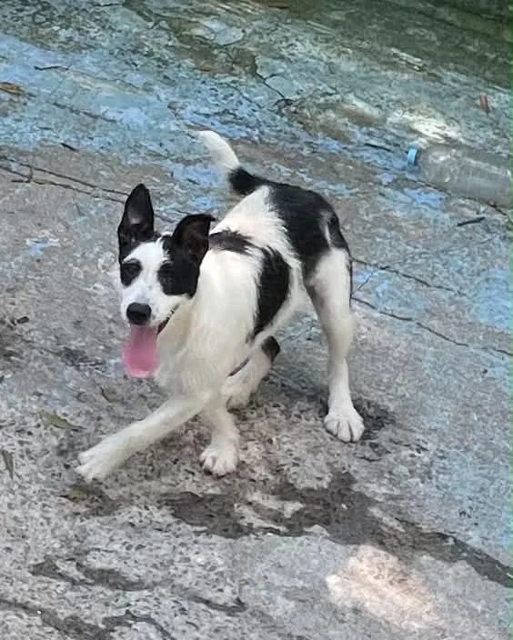 Puppers thumbnail 2